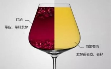 阿聰選酒告訴你是什么讓白、紅葡萄酒變得如此不同